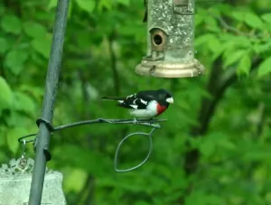 private garden and bird sanctuary