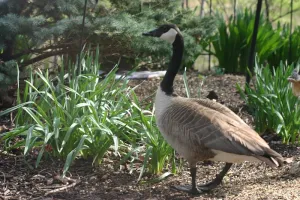 private garden and bird sanctuary