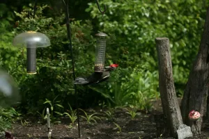 private garden and bird sanctuary