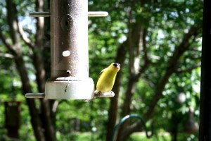 private garden and bird sanctuary