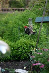 private garden and bird sanctuary