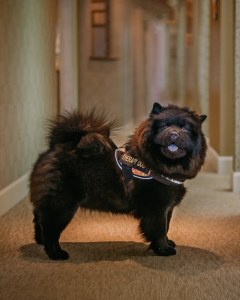 AKC registered purebred Chow Chow