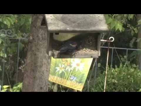 Nature Preserve to Help Ease Dental Anxiety at My Dental Care Video Thumbnail